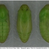 pol icarus pupa3 volg1